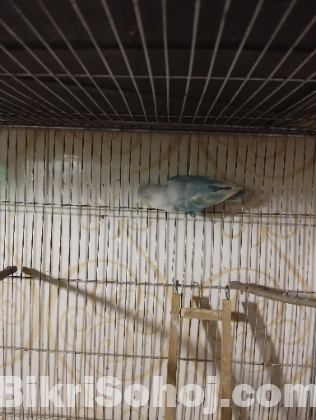 Lovebird pair